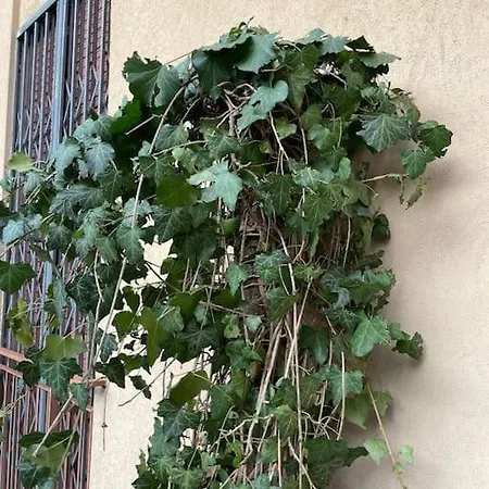 Graziosa Casa Con Balcone 博洛尼亚